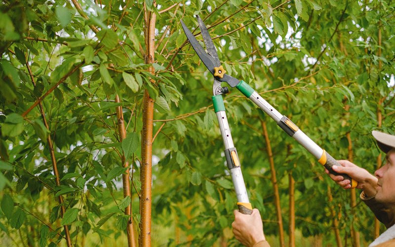 Tree trimming in Mount Laurel, NJ
